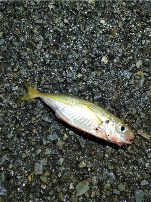 まだまだ小さい