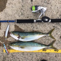 タチウオ不発ハマチ高活性