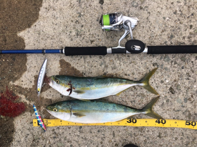 タチウオ不発ハマチ高活性