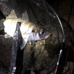 ライトゲーム‼︎