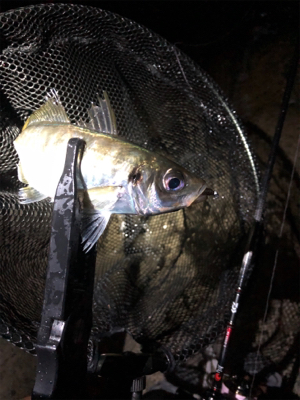 ライトゲーム‼︎