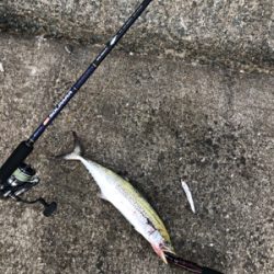 ショアジギング