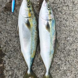 ハマチ釣り
