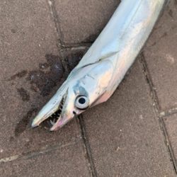 渋くなったけど、一応キャッチ!