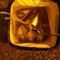 アジング練習31