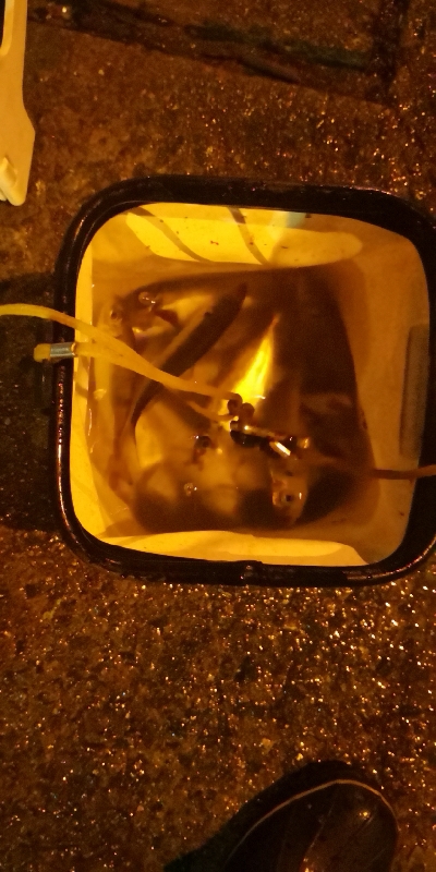 アジング練習31