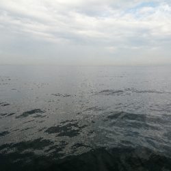 数年振りのシイラ