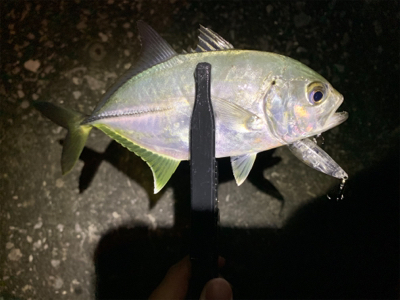 久々のアジング