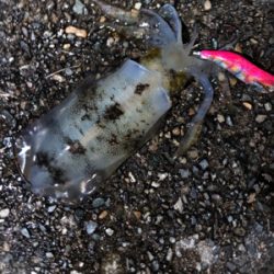 ここにもいました。