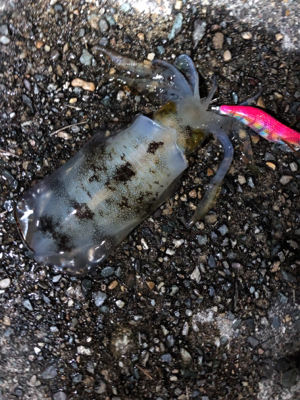 ここにもいました。