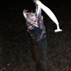 再びタチウオ回って来てますよ〜