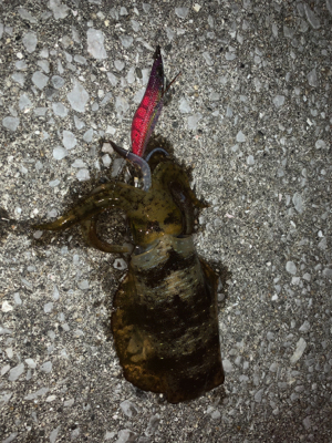 青物どこ行った…