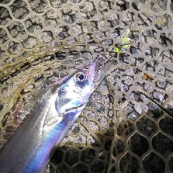 ワインドで鱧2匹め