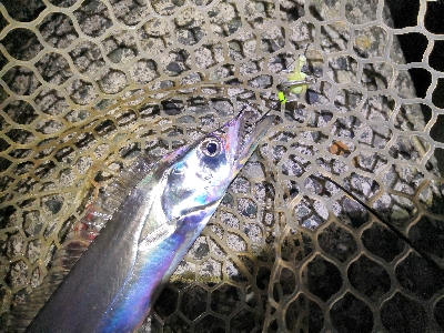 ワインドで鱧2匹め