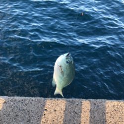 波止フカセ釣り