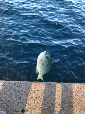 波止フカセ釣り