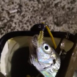 アジング練習32