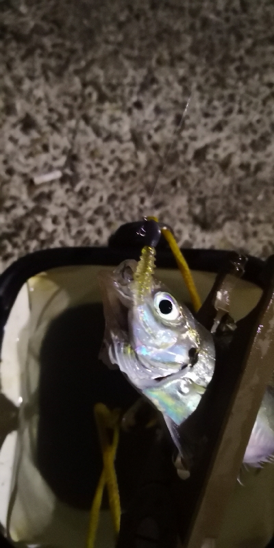 アジング練習32