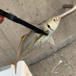 沖堤アジング＆ワインド