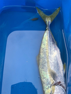 ショアジギング