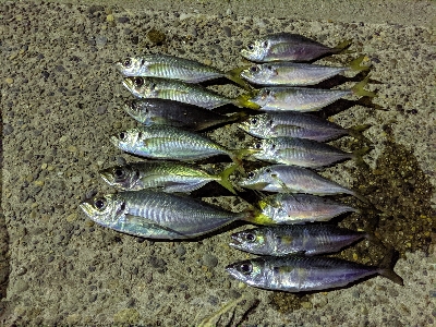 爆風アジラッシュ