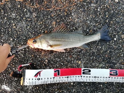 早朝シーバスゲーム