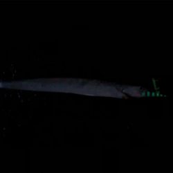 指5本太刀魚を隣の人が…。