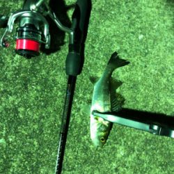 湾奥河口にタチウオはまだいないがアジはいる