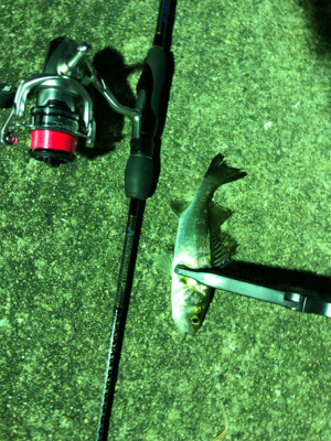 湾奥河口にタチウオはまだいないがアジはいる