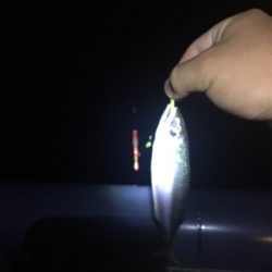 天保山 ウキ太刀魚のつもりが…