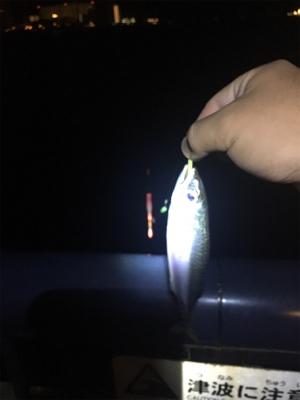 天保山 ウキ太刀魚のつもりが…