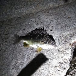 漸くマトモなのが居た