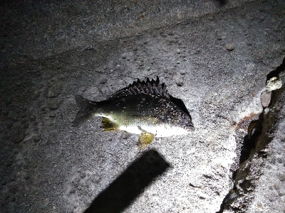 漸くマトモなのが居た