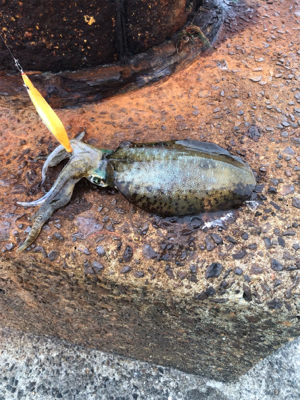 パイセン絶好釣‼️