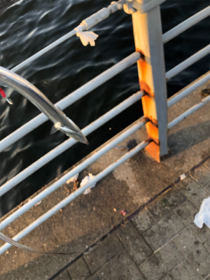 魚より人の数の方が多い