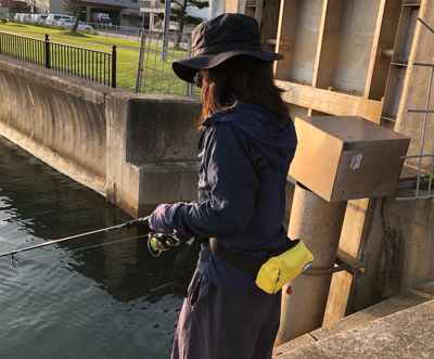 ミップルでアオリイカ