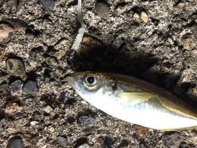 アジに癒されました。