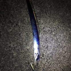 焼津でルアーで太刀魚