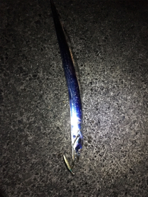 焼津でルアーで太刀魚