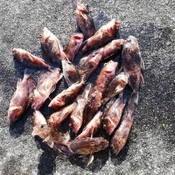 根魚釣行