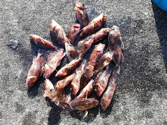 根魚釣行