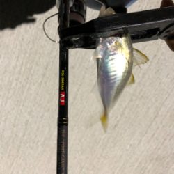 アジング   スラッグに高反応