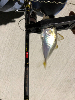 アジング   スラッグに高反応