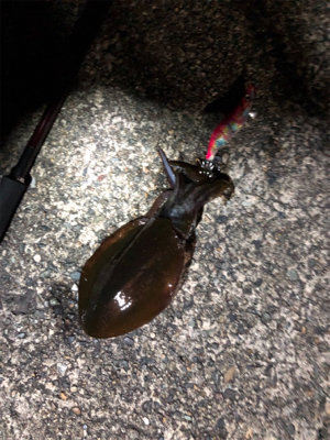 人多い、イカ少ない