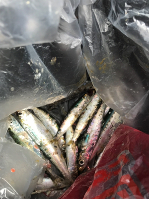 釣れる迄帰れません！