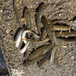 今シーズン初ハゼ