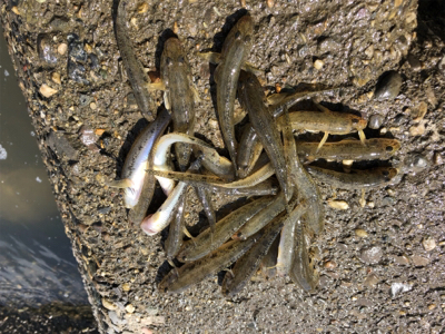 今シーズン初ハゼ