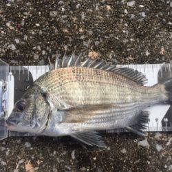 宮崎港でチヌ釣り