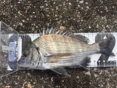 宮崎港でチヌ釣り