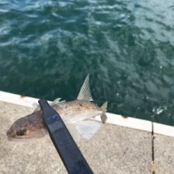 アオリイカを求めて⑧